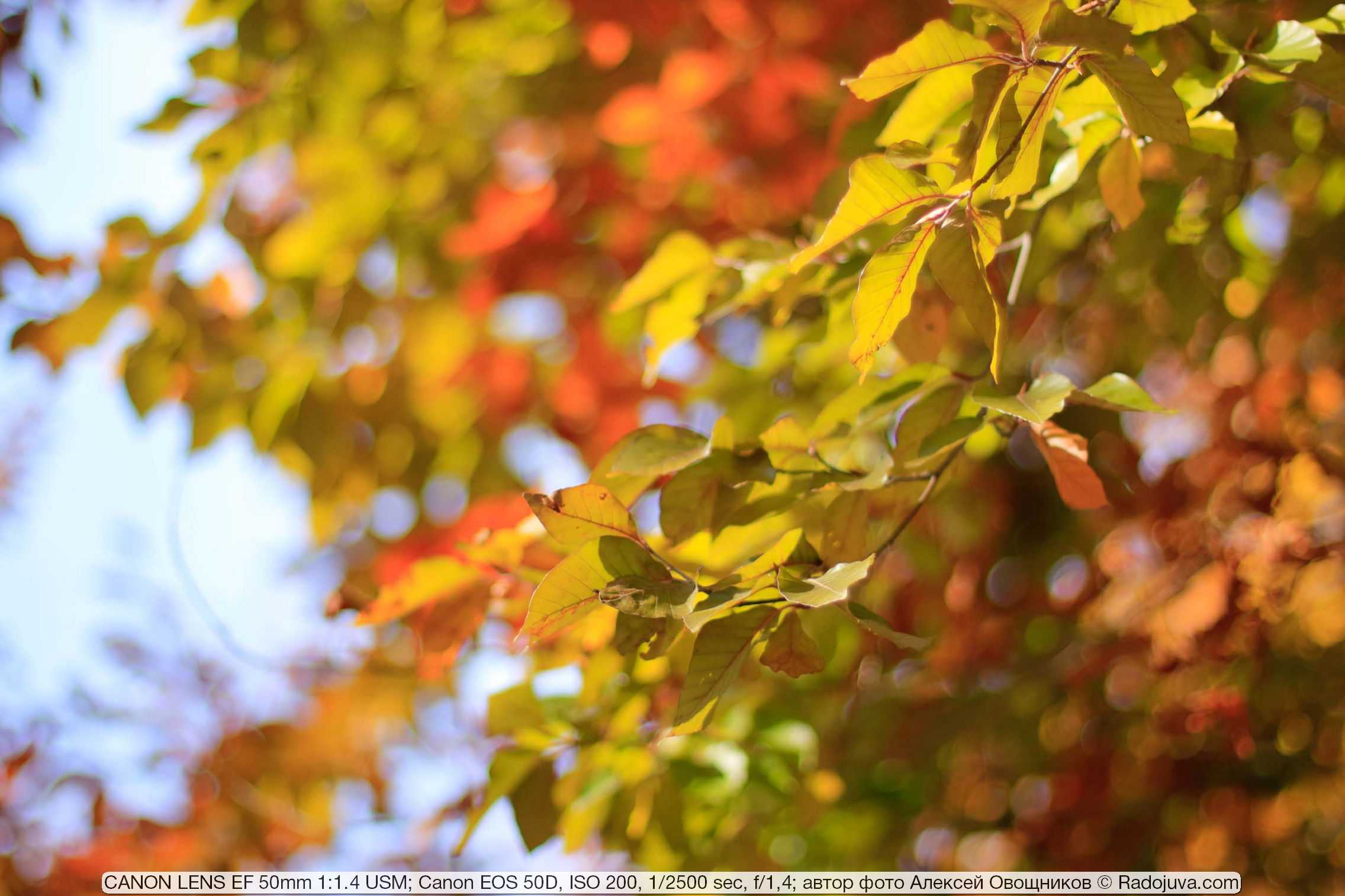 Обзор объектива CANON LENS EF 50mm 1:14 USM специально для Радоживы подготовил Алексей