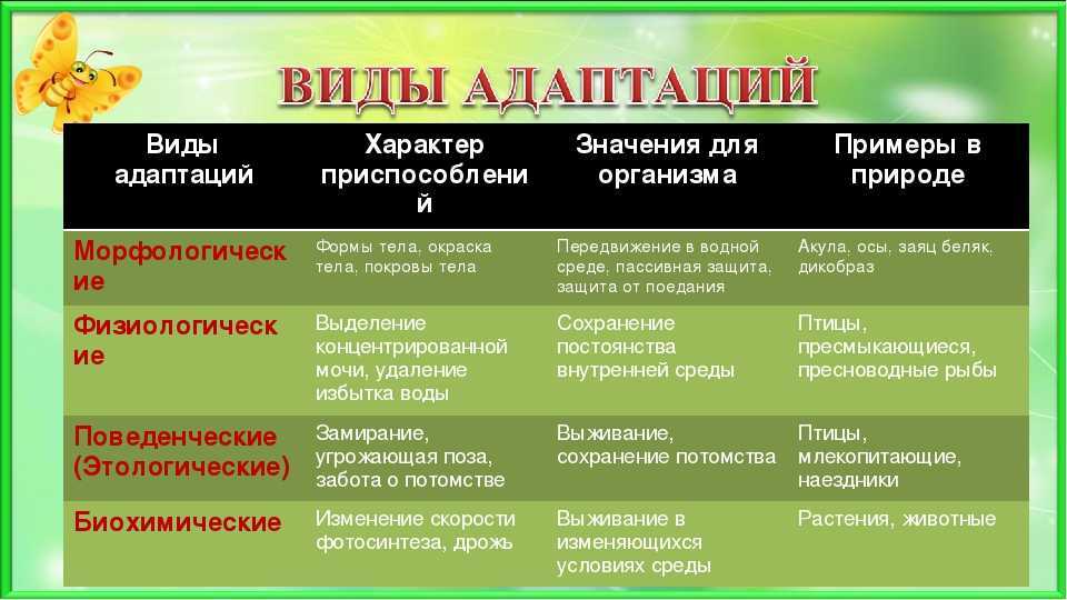 Триплет 5: диапроекционный триплет-5 100/2.8 (рогачевский з-д «диапроектор») с самодельным 0.7х спид-бустером. обзор от родиона эшмакова — главная — фотошкола юургу