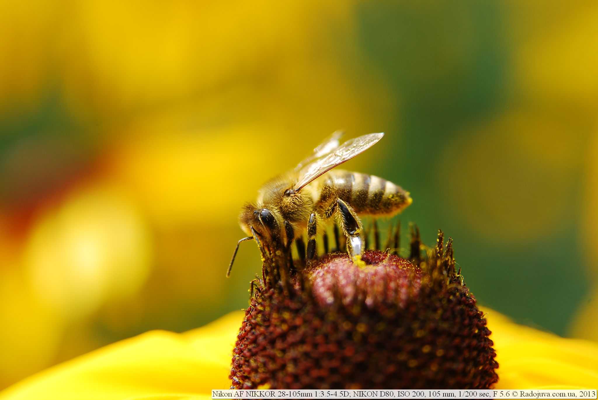 Nikon micro nikkor 105mm f/2.8  ais lens review