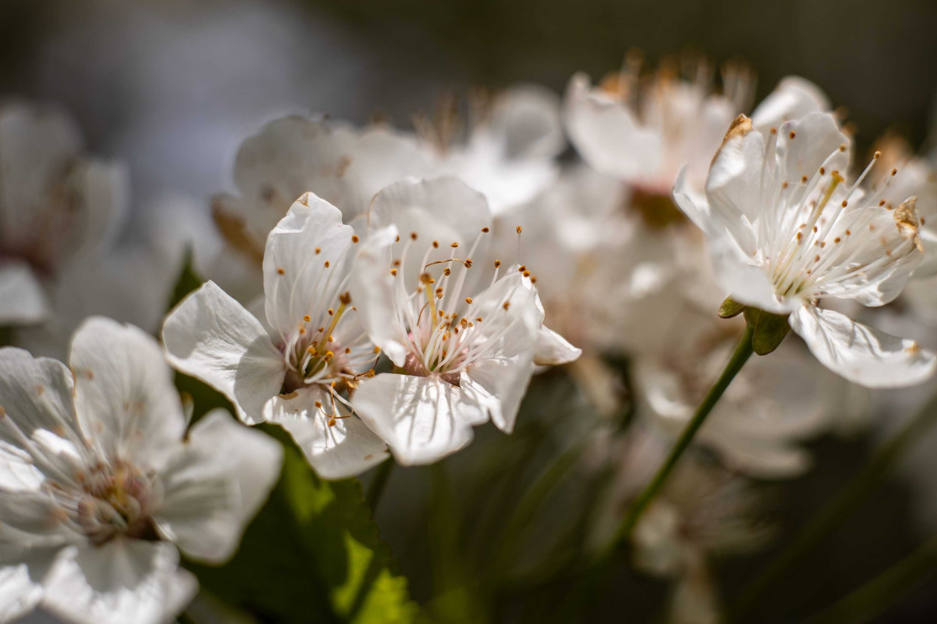 Mamiya sekor 55mm f1.4 lens review