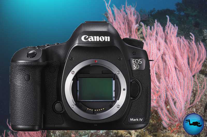 Обзор 5d mark 2: обзор canon 5d mark ii