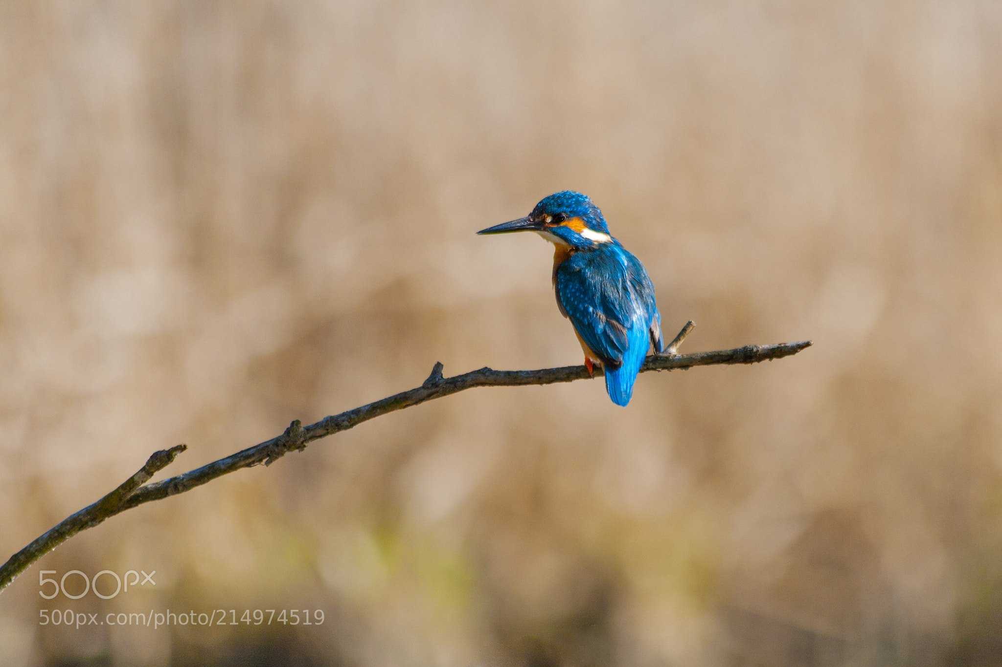 Примеры фотографий на Обзор Canon Zoom Lens EF 70-300mm 1:45-56 DO Diffractive Optics IS USM Отзывы на работу объектива Canon DO 70-300 DO IS USM