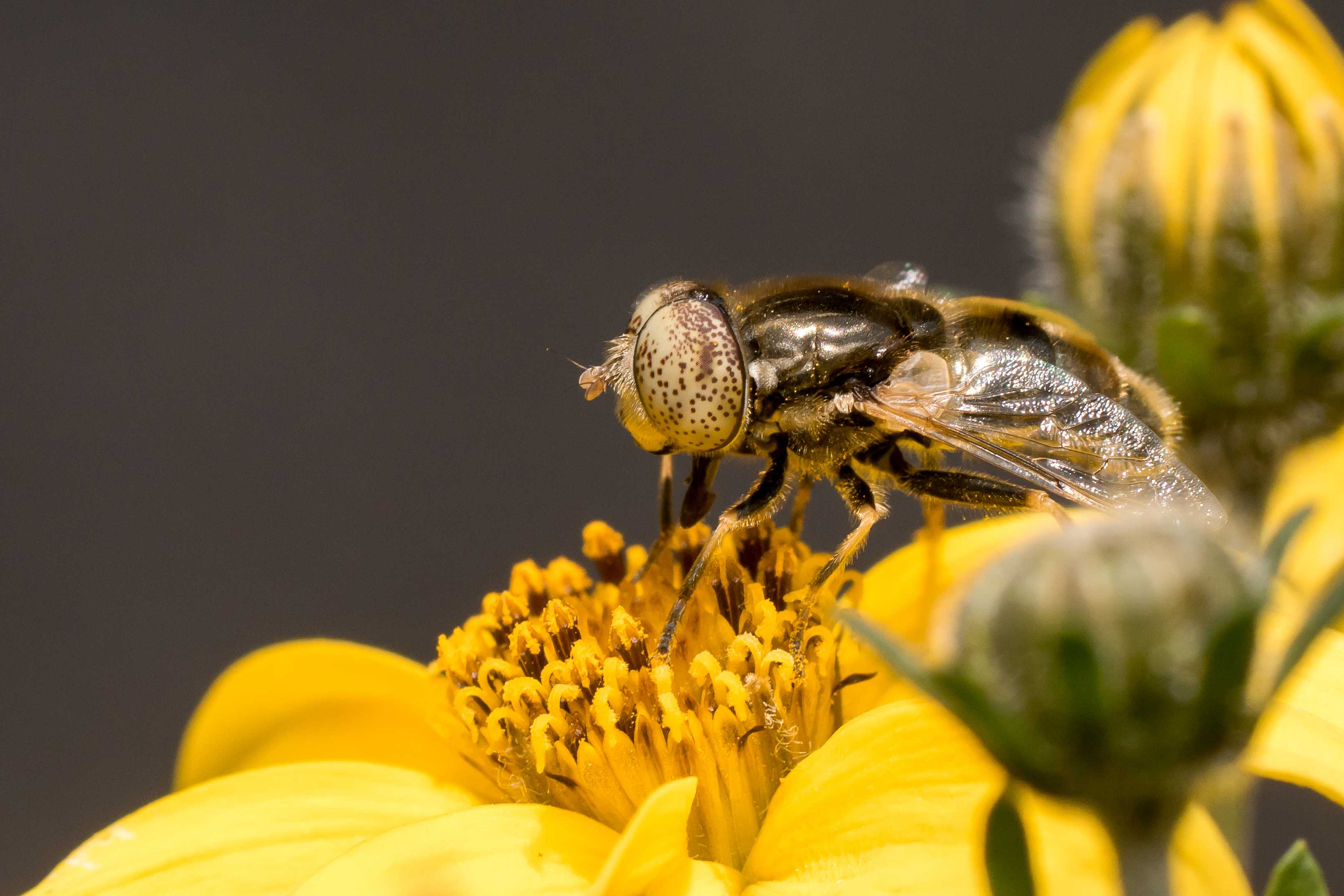 Tamron sp di 90mm f/2.8 macro af lens review