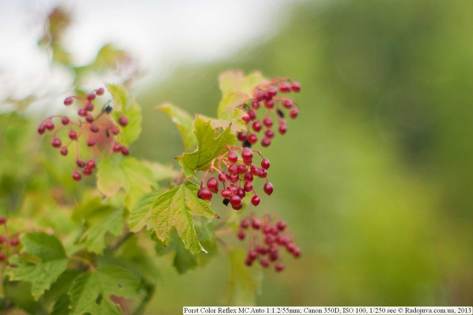 Porst color reflex mc auto 55mm f/1.2 : specifications and opinions | juzaphoto