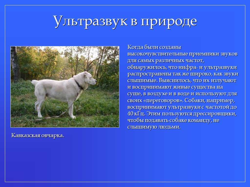 Отпугиватель собак: особенности и предназначение устройства