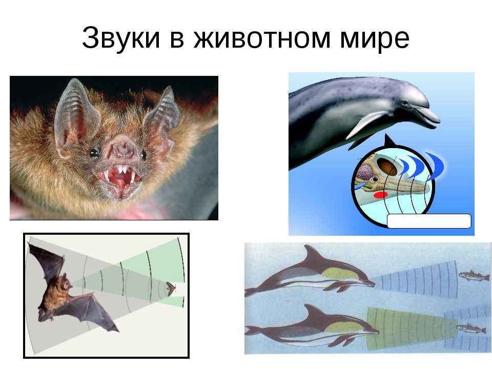 Принцип действия ультразвукового отпугивателя собак