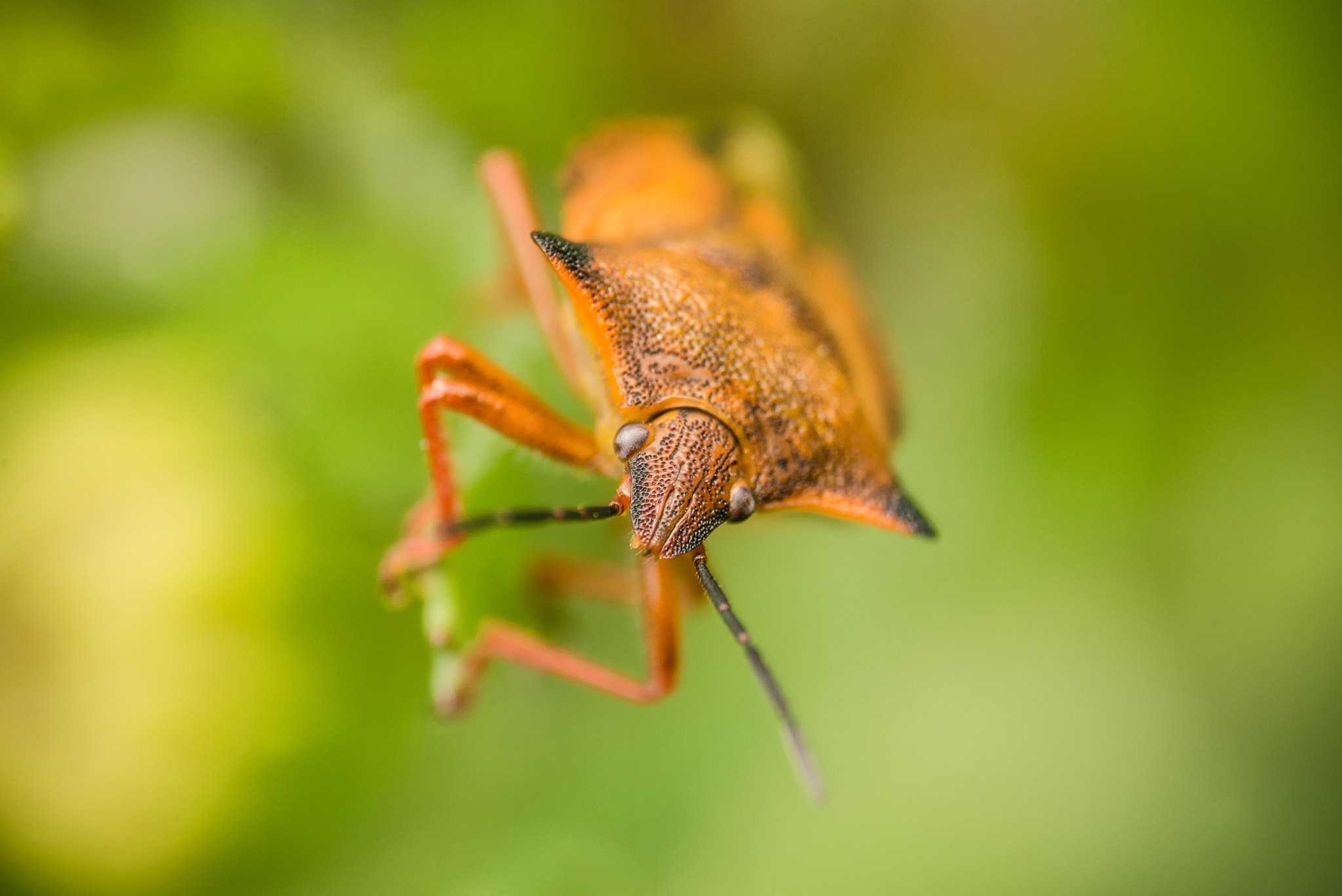 Урок по макросъемке с nikon nikkor z mc 105mm f2.8 vr s 12 | photowebexpo