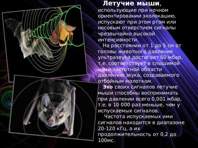 Рейтинг лучших отпугивателей собак на 2023 год