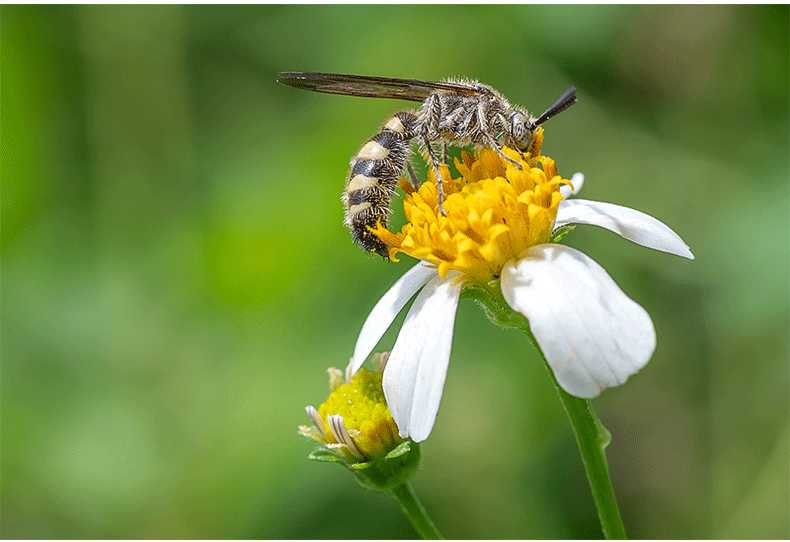 7artisans 60mm f/2.8 macro ii aps-c review: a good lens for its price