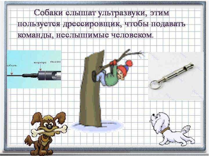 Рейтинг лучших отпугивателей собак 2020 года по мнению пользователей